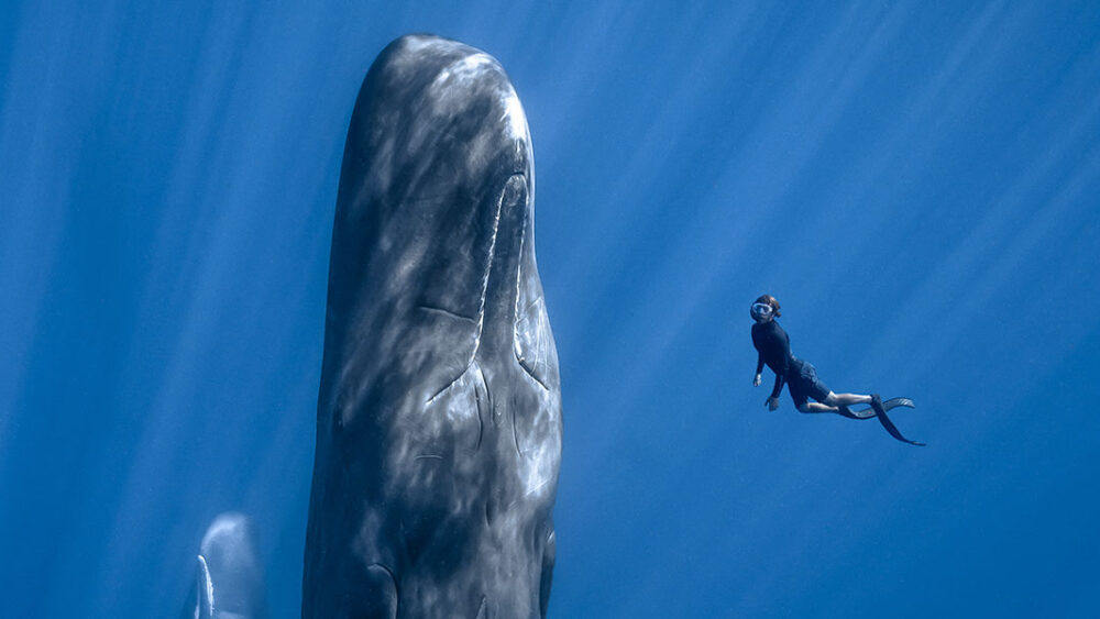 Patrick and the Whale